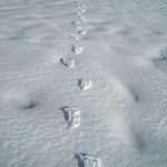 Cima San Lorenzo; impronte nella neve