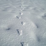 Cima San Lorenzo; impronte nella neve