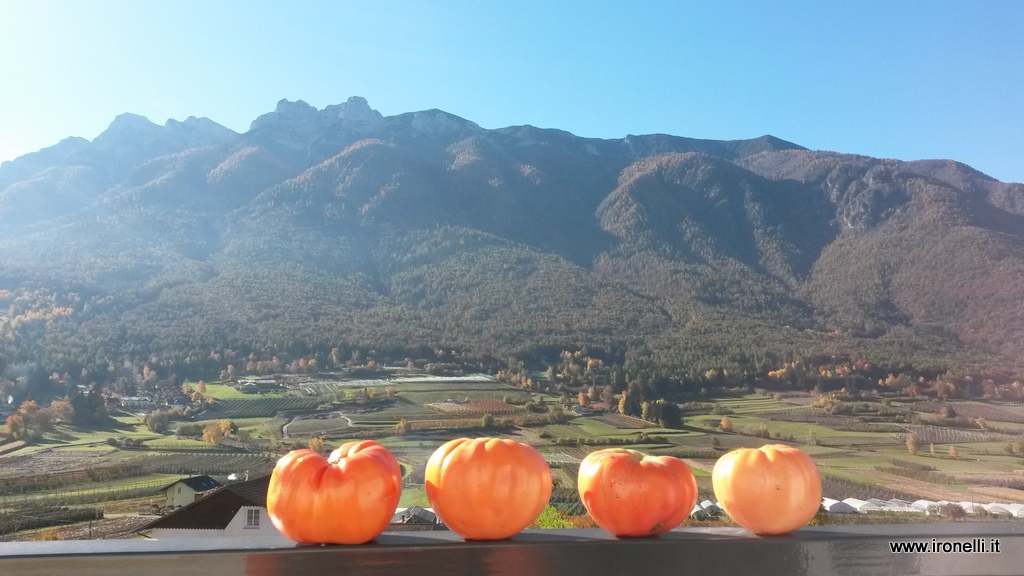 Il primo novembre pesavo fossero gli ultimi pomodori