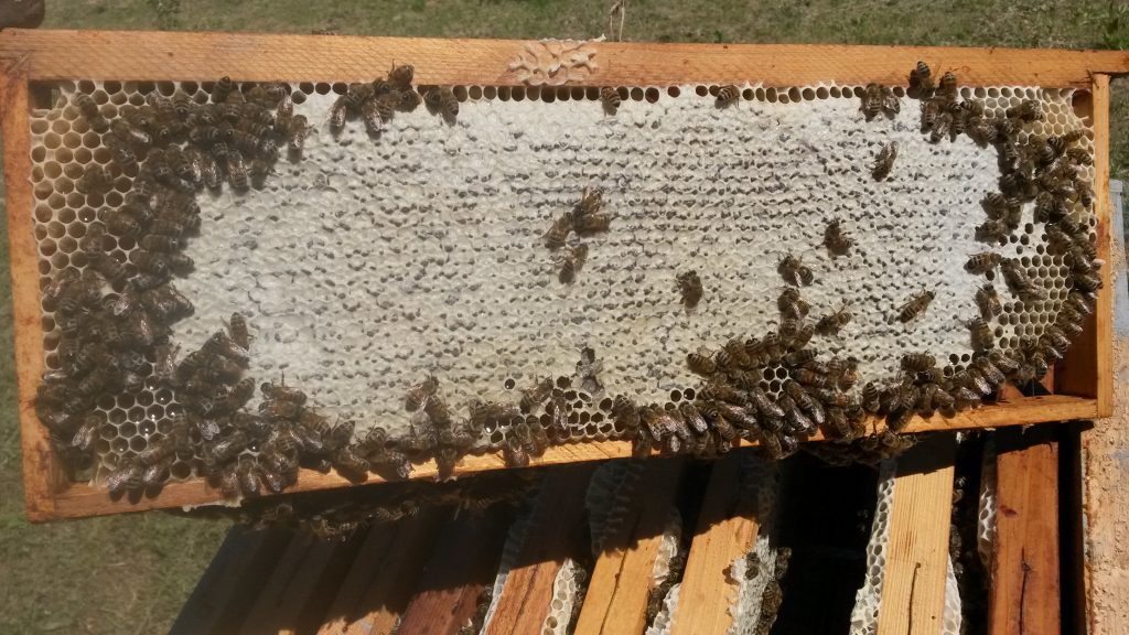 Melario pieno di miele delle api pronto per la smielatura