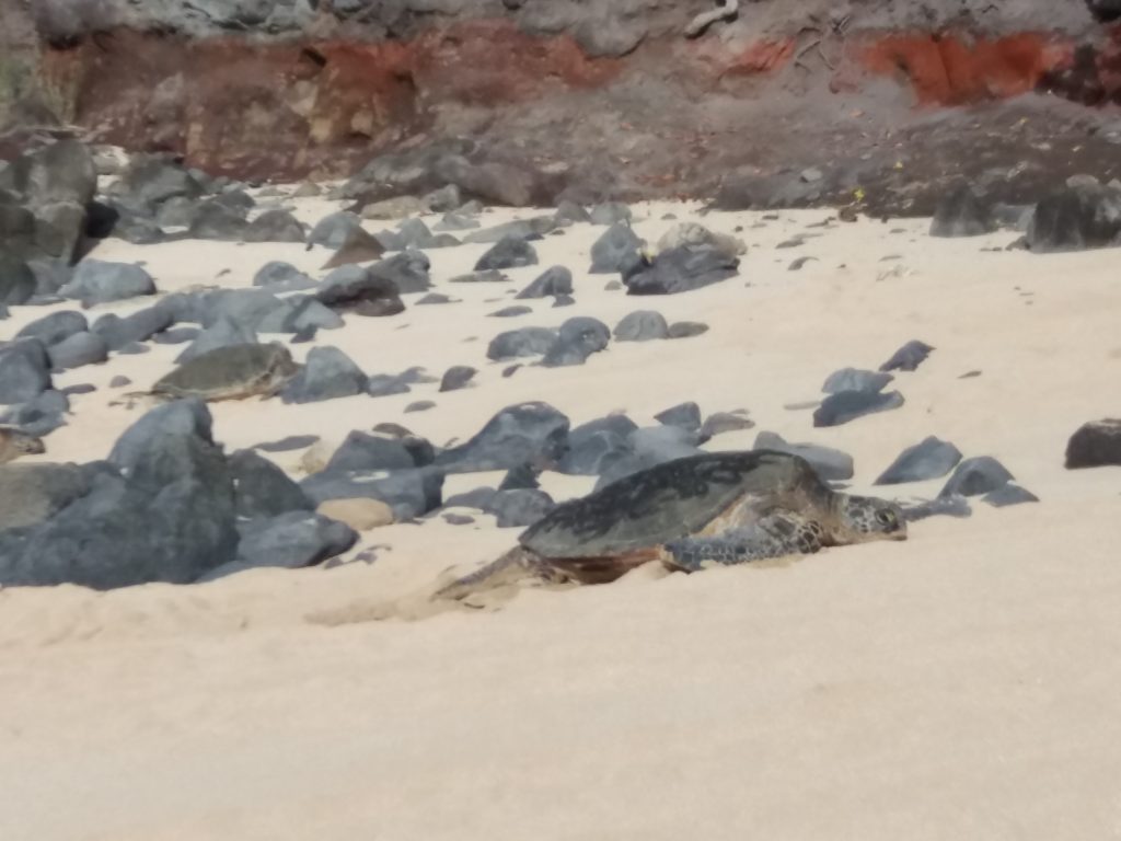 The giant turtles in Hookipa beach
