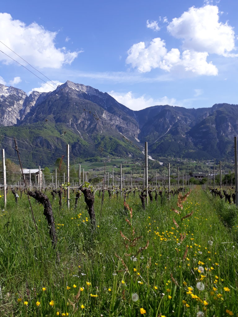 Nuovo apiarioa a Levico di fronte al Pizzo di Levico