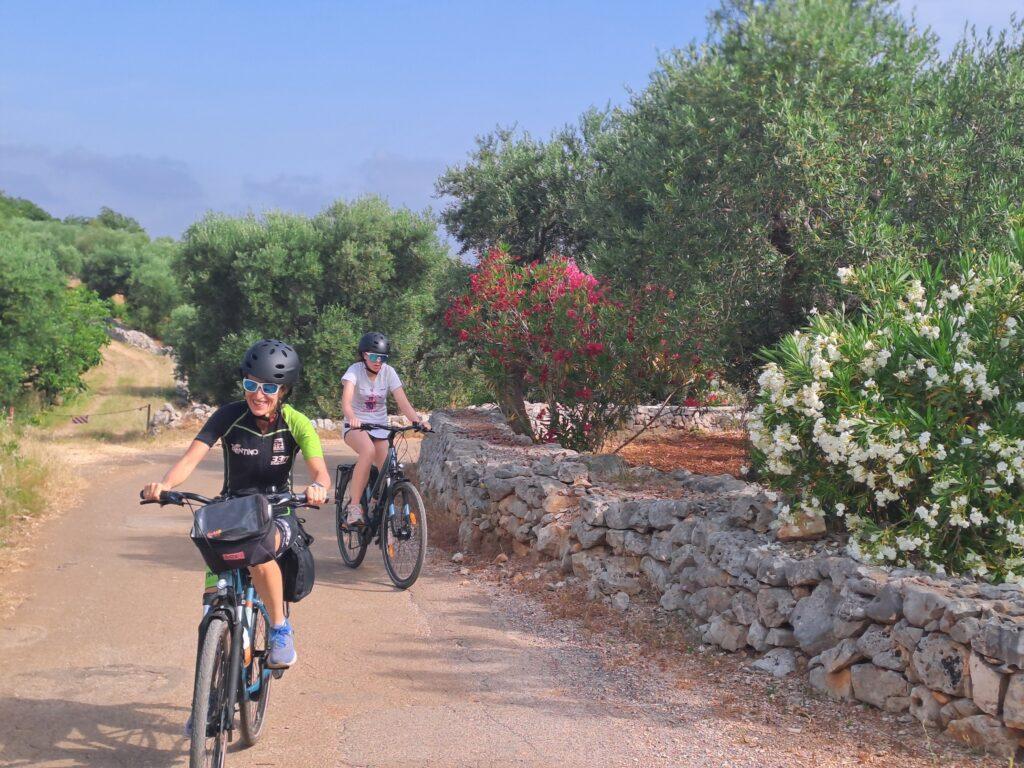 Qui gli olivi sono in buona forma, la Xilella non è ancora devastante.