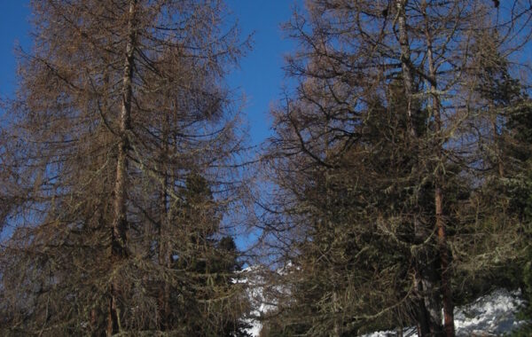 Beltovo-24-03-10-09-05-49
