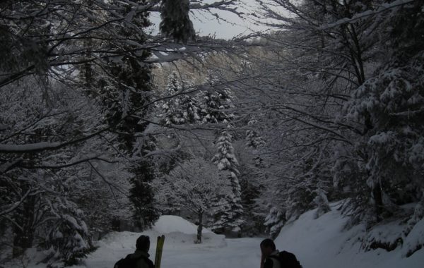 Ciste-12-03-10-09-25-58