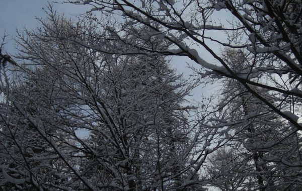 Ciste-12-03-10-09-26-03