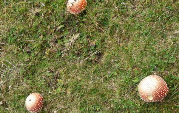 tremalzo_malgagiu-08-10-09-10-32-26