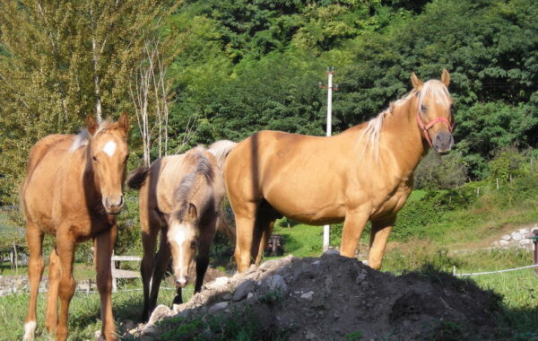 monte_lefre-04-10-09-09-57-59