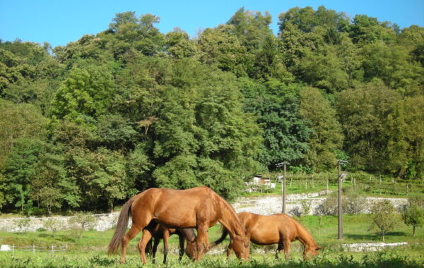 monte_lefre-04-10-09-09-58-07