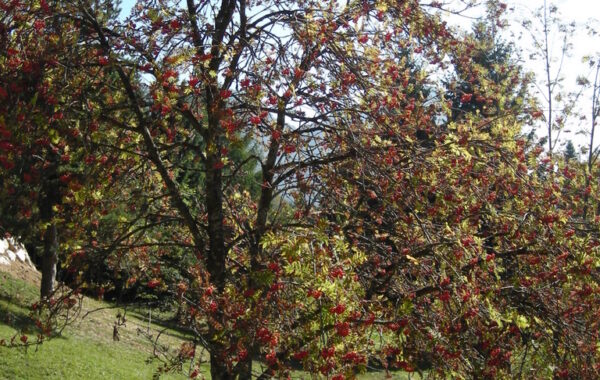 monte_lefre-04-10-09-12-11-24