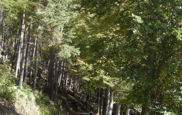 monte_lefre-04-10-09-12-43-40