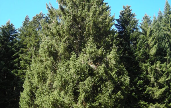 monte_lefre-04-10-09-12-59-45