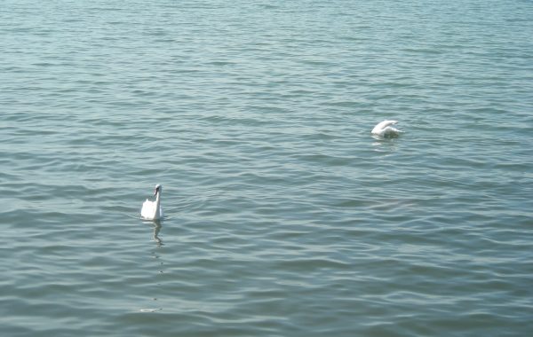 DSCN0497