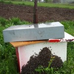 Le api vanno dove va la regina