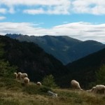 Pecore alla finestra
