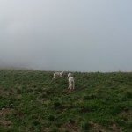 Due agnelli hanno perso il gregge