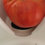 Pomodori: cominciamo con i pezzi grossi